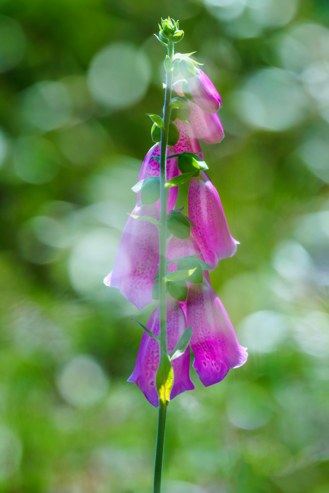 Purple Foxglove in the backlight