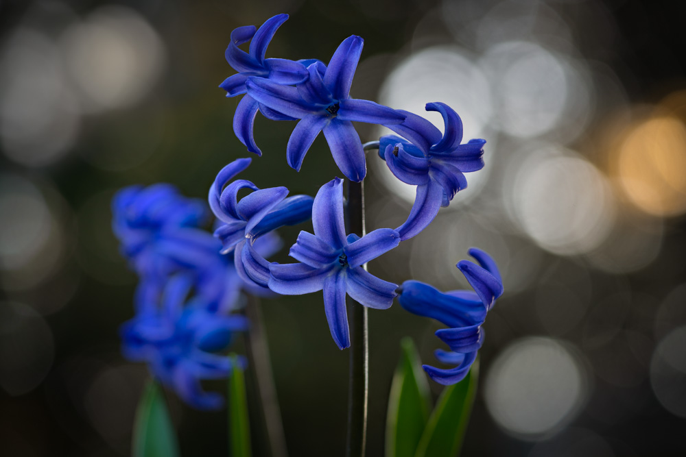 Blue hyacinth (Hyacinthus) in the Botanical Garden Bielefeld (Germany).