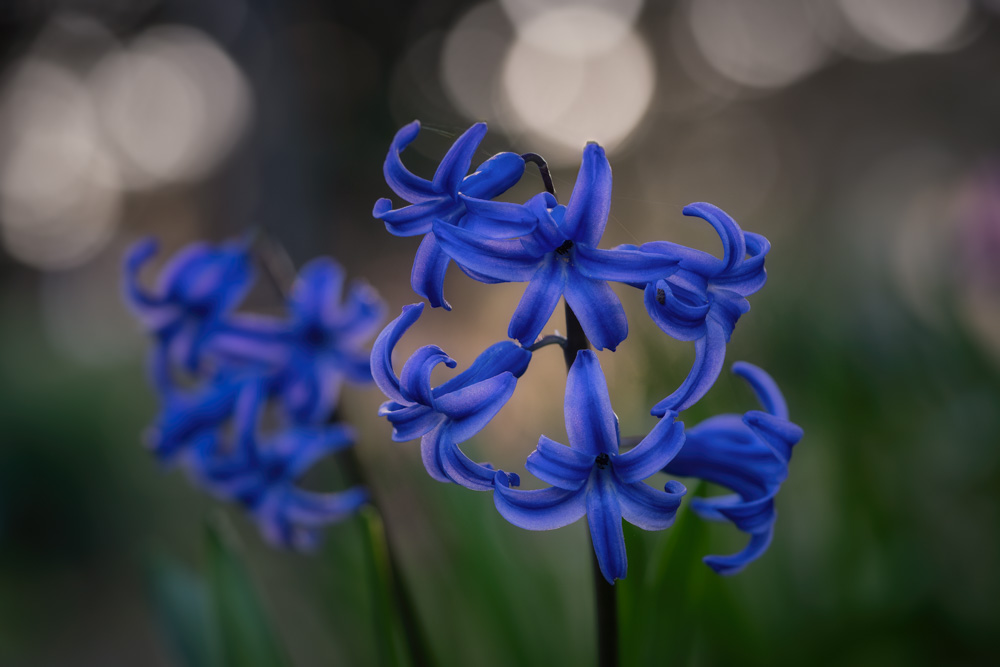 Blue hyacinth (Hyacinthus) in the Botanical Garden Bielefeld (Germany).