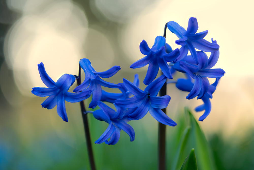 Blue hyacinth in backlight