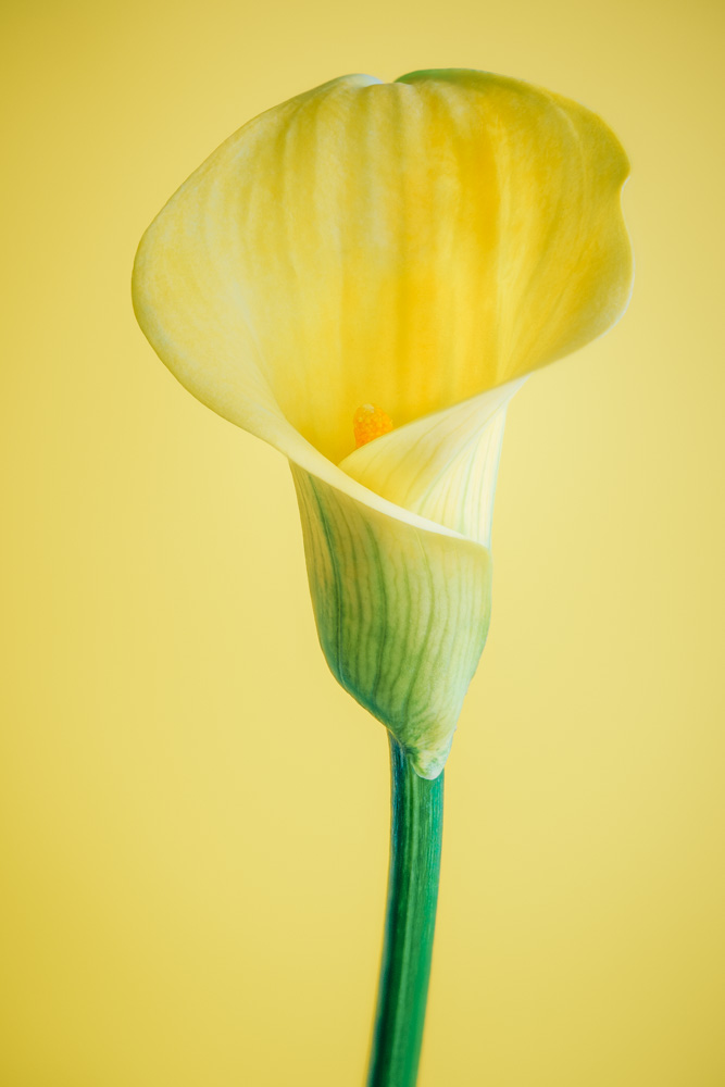 Blossom of a yellow calla (Zantedeschia).