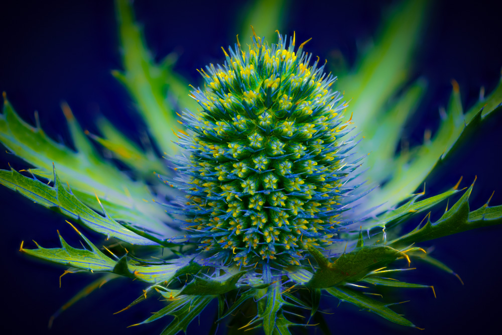 Eryngo (Eryngium)