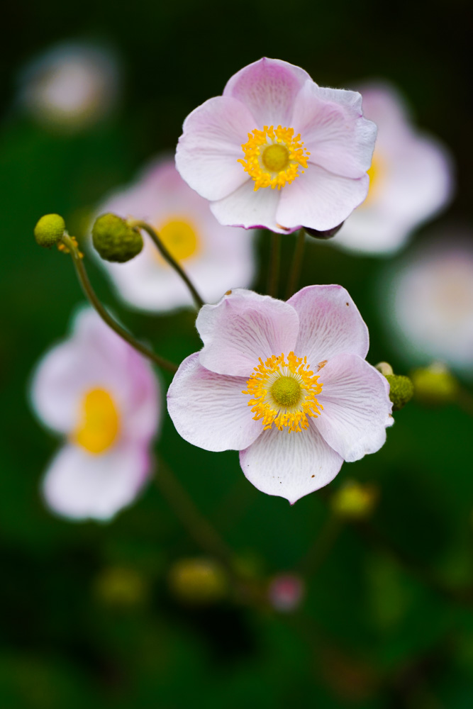 Chinese anemone (Anemone hupehensis)