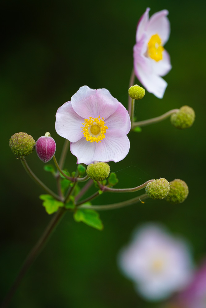 Chinese anemone (Anemone hupehensis))