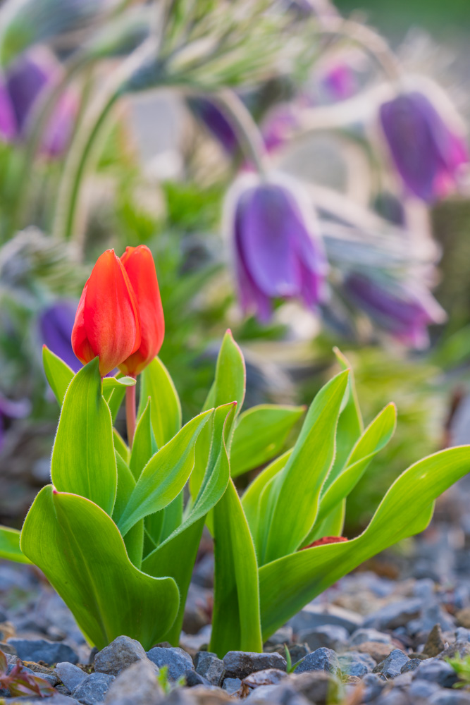 Red lady tulip (Tulipa clusiana) at the botanical garden in Bielefeld (Germany).