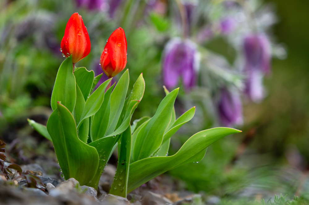 Red tulip after a rain shower (Tulipa clusiana).