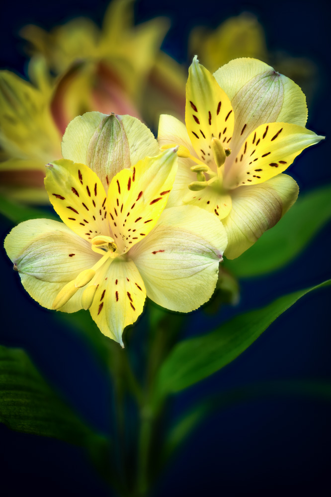 Yellow peruvian lily (Alstroemeria)