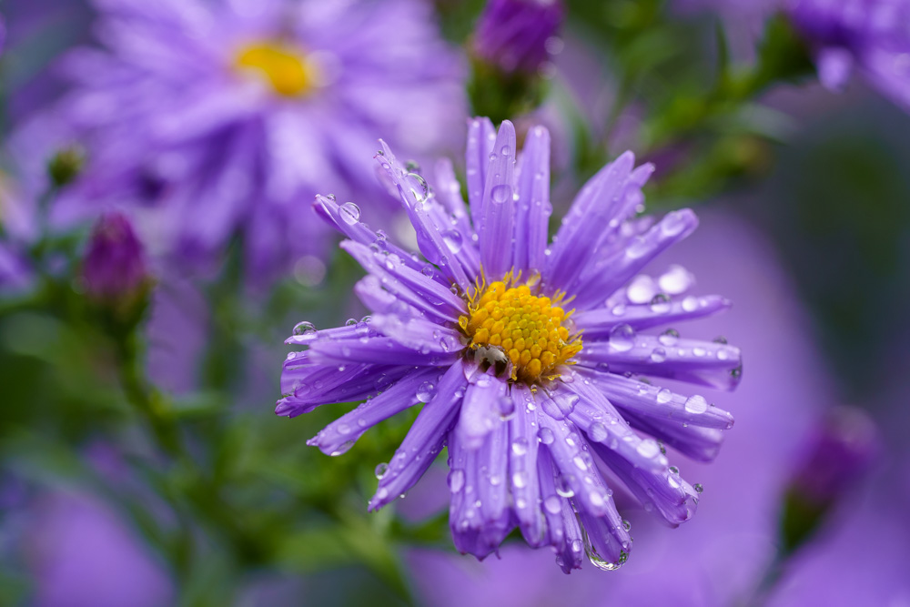 Asters in the rain - Botanical Garde Bielefeld