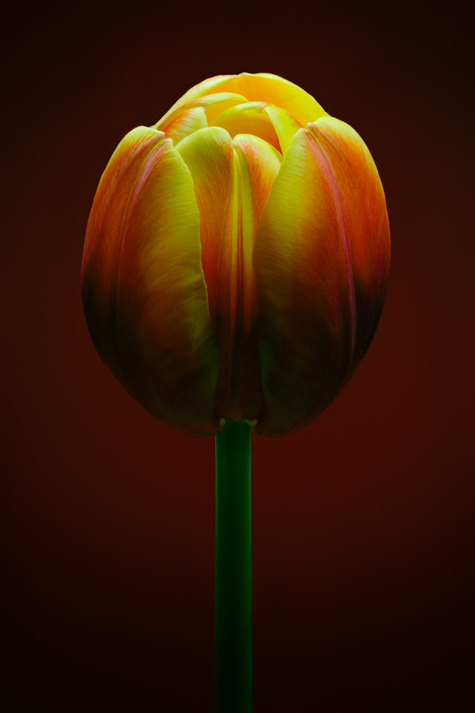 Portrait of a tulip (Tulipa).