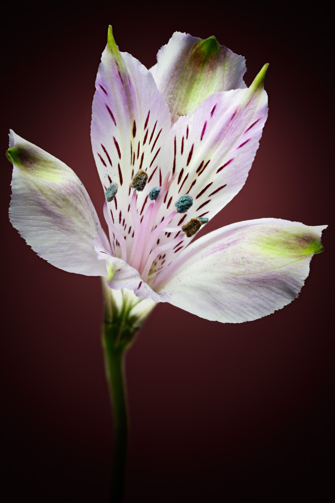 Purple Peruvian Lily (Alstroemeria).