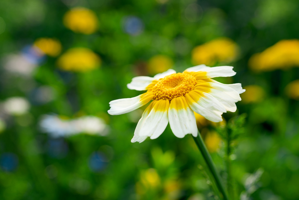 White and yellow flower on a meadow (Bielefeld, Germany)