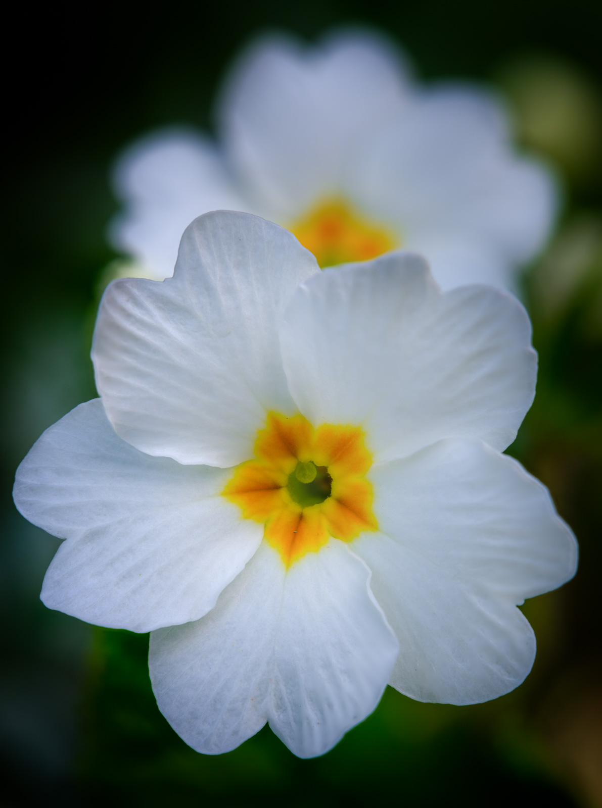 White primrose (Primula).