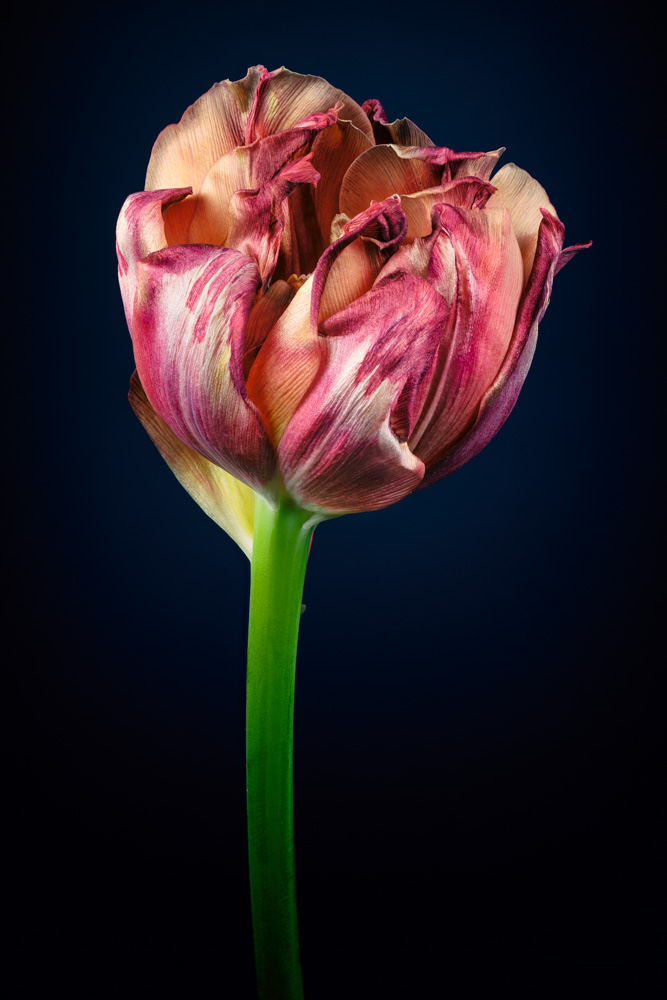 Withered tulip (Tulipa).