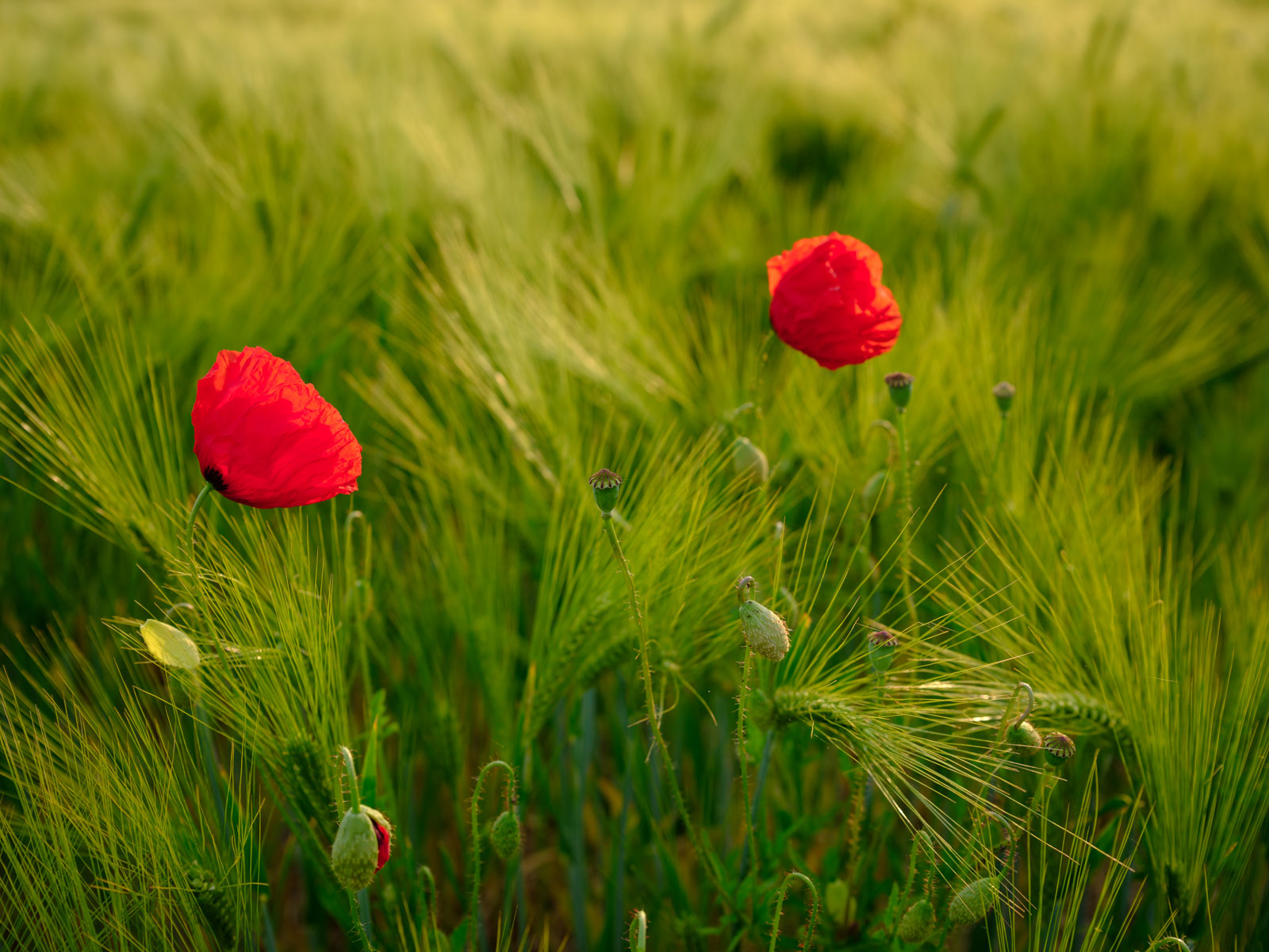 Red poppy in a wheat field in 'Brönninghausen' (Bielefeld, Germany).