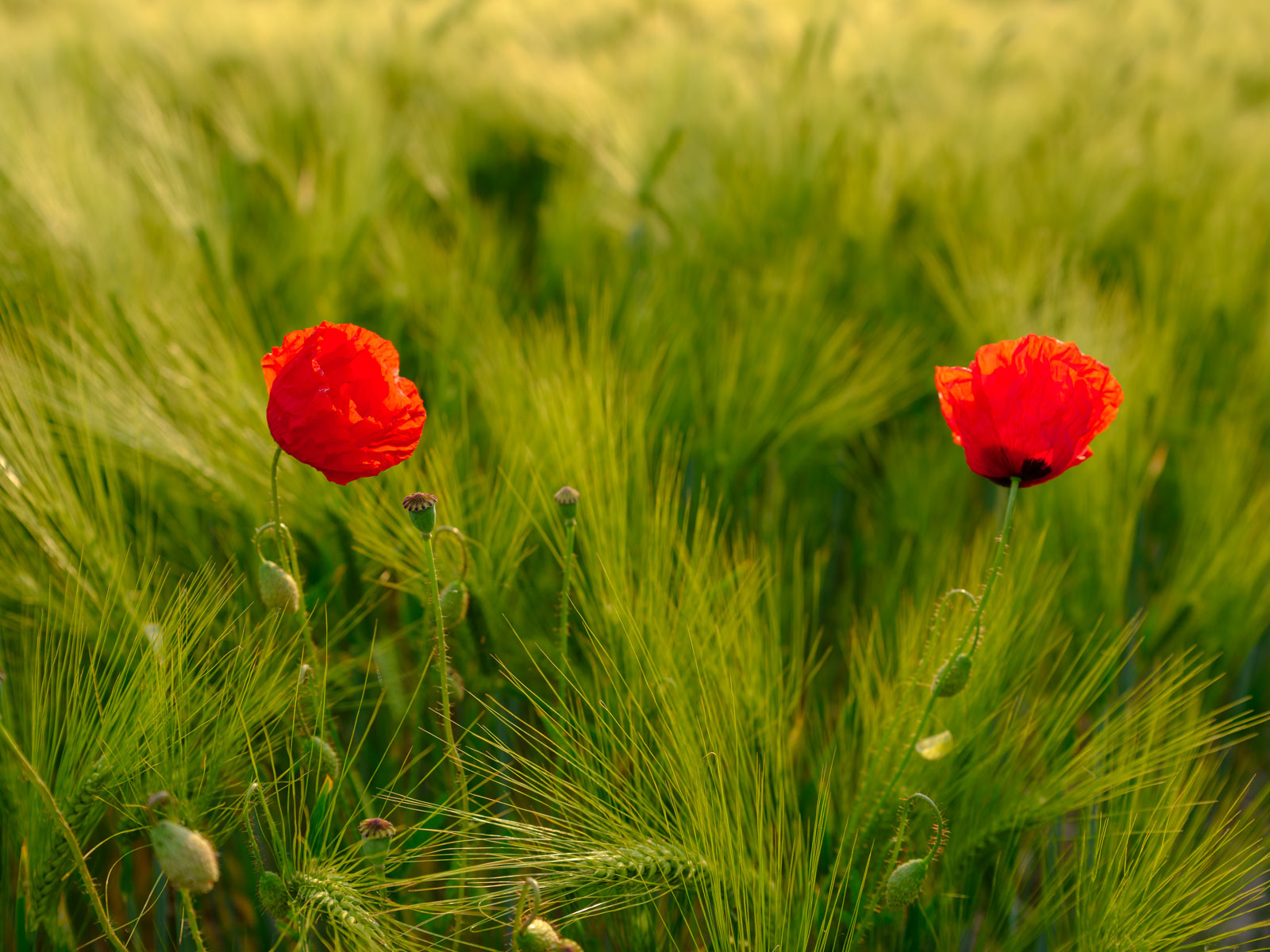 Red poppy in a wheat field in 'Brönninghausen' (Bielefeld, Germany).