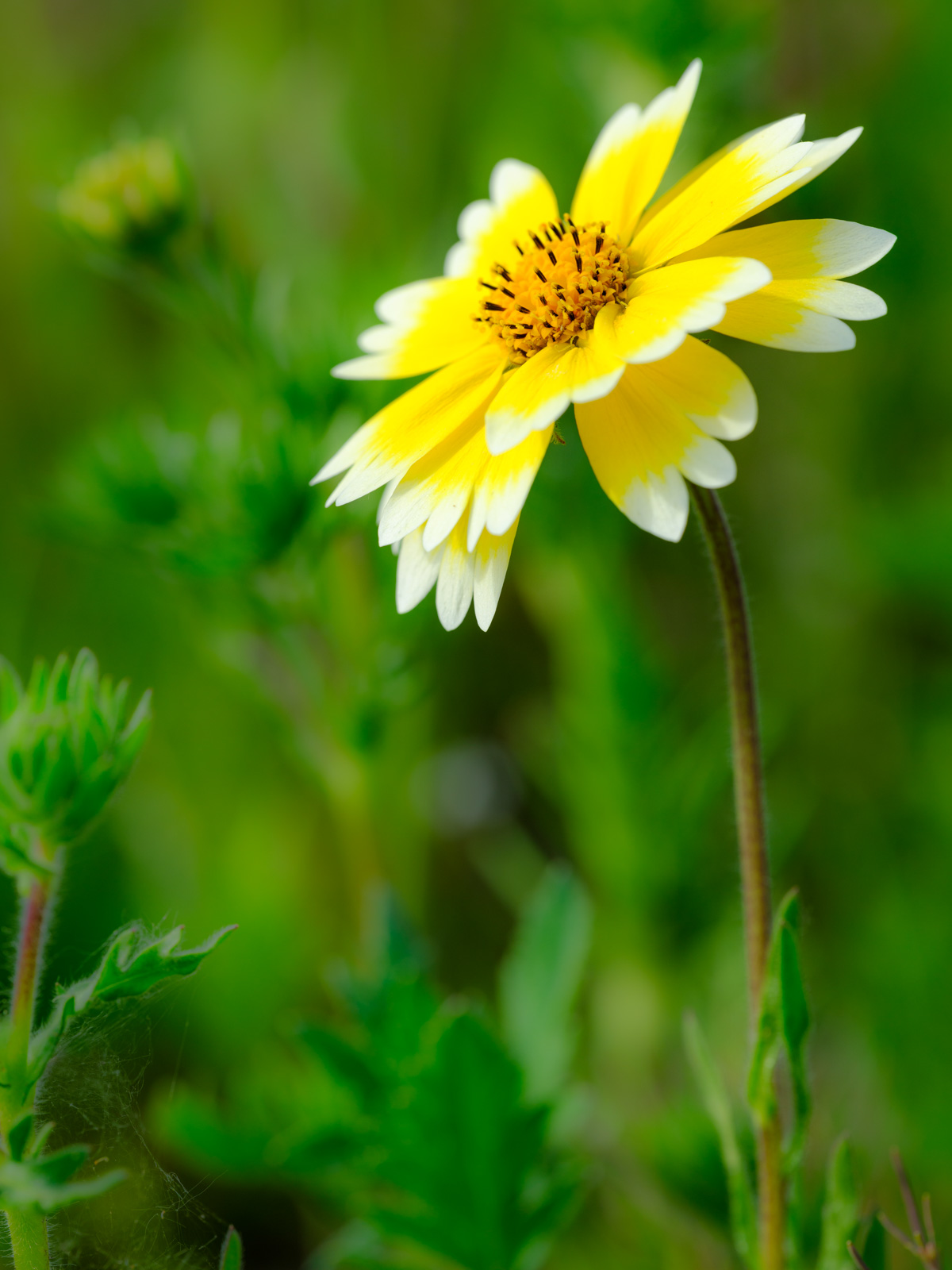 Yellow-white crown daisy (Glebionis coronaria).