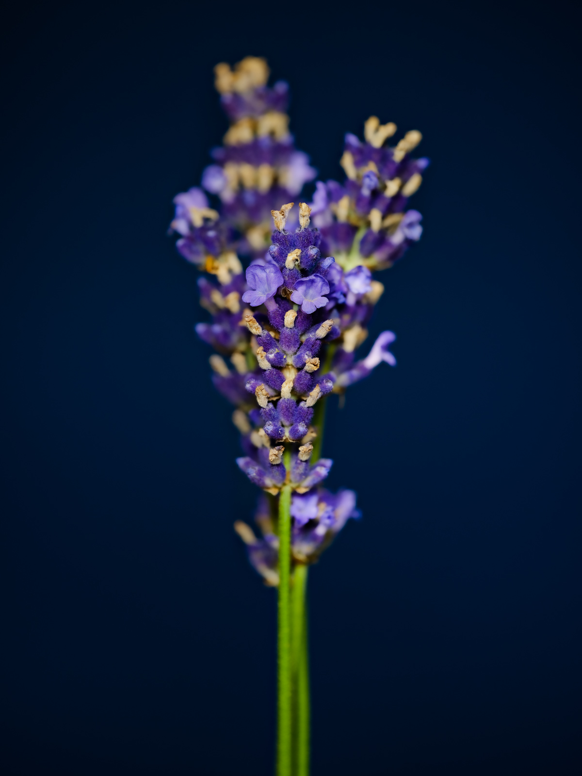 Lavender (Lavandula angustifolia).