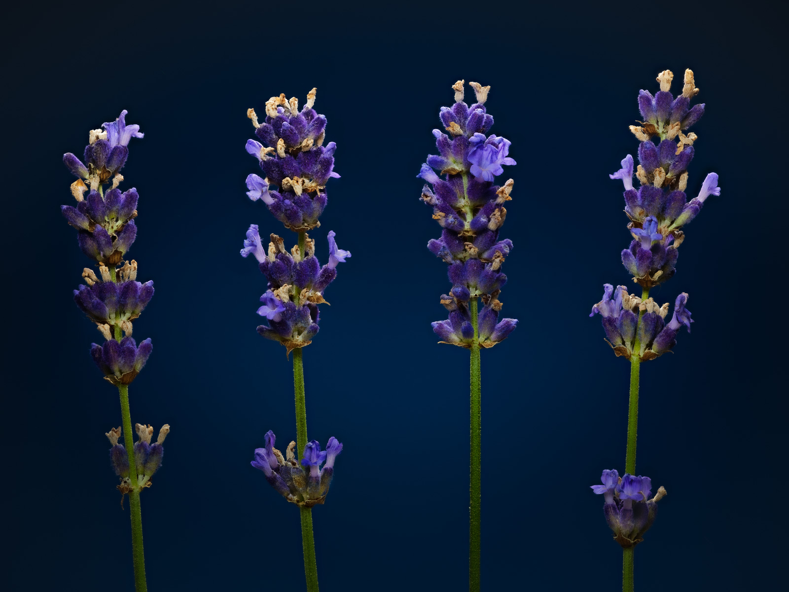 Lavender (Lavandula angustifolia).
