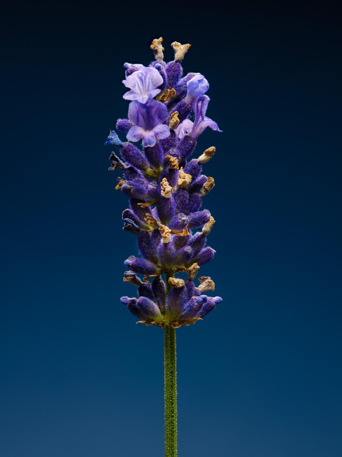 Lavender (Lavandula angustifolia).