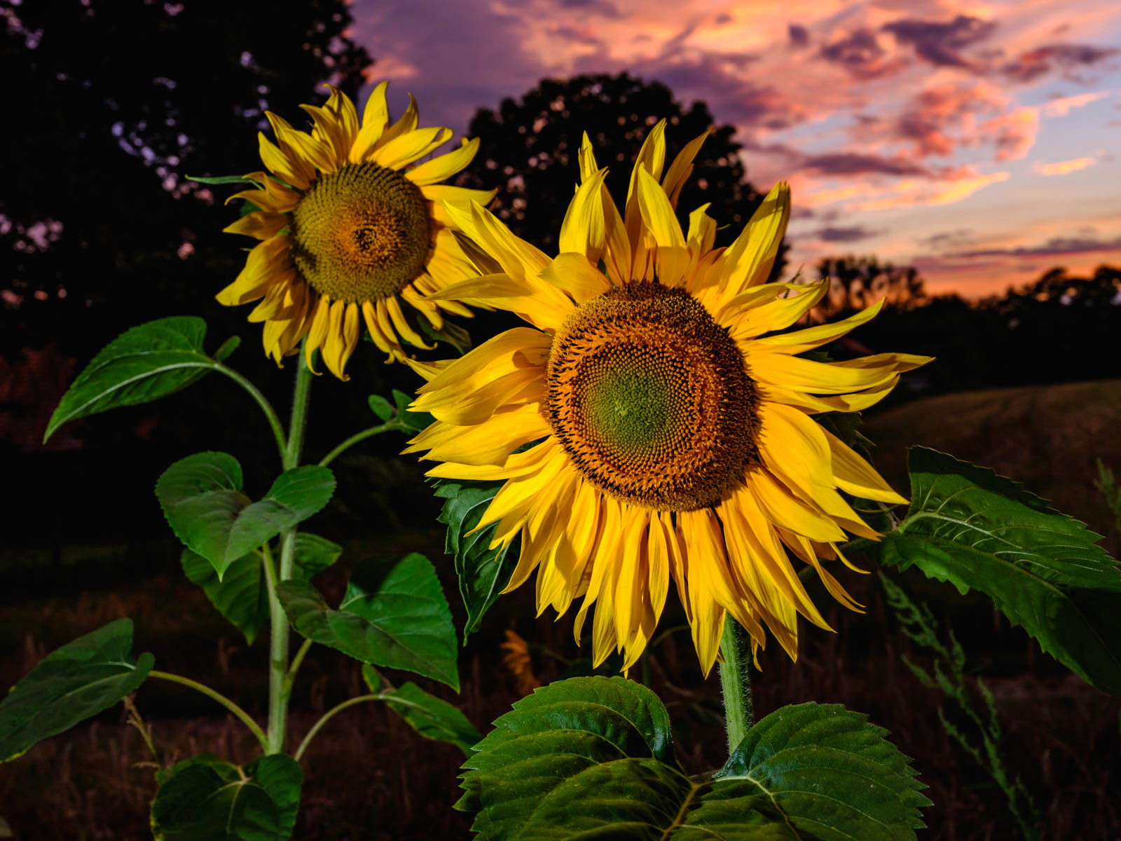 Sunflower flash fun on August 21, 2020 (Bielefeld, Germany).