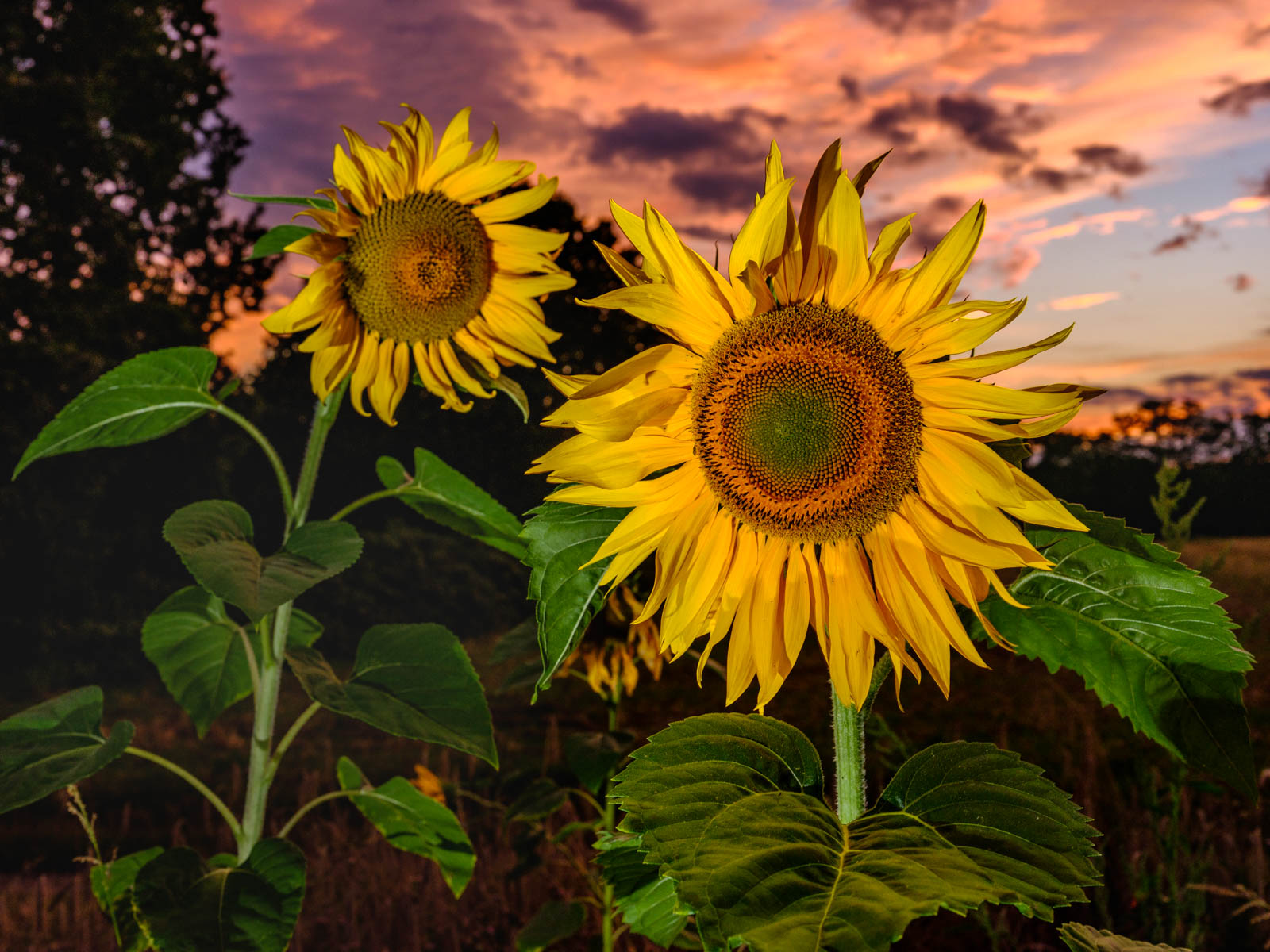 Sunflower flash fun on August 21, 2020 (Bielefeld, Germany).