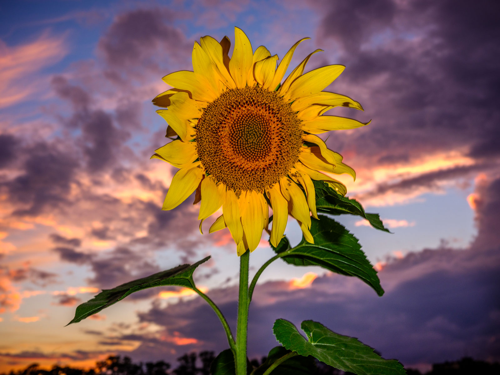 Sunflower flash fun on August 21, 2020 (Bielefeld, Germany).