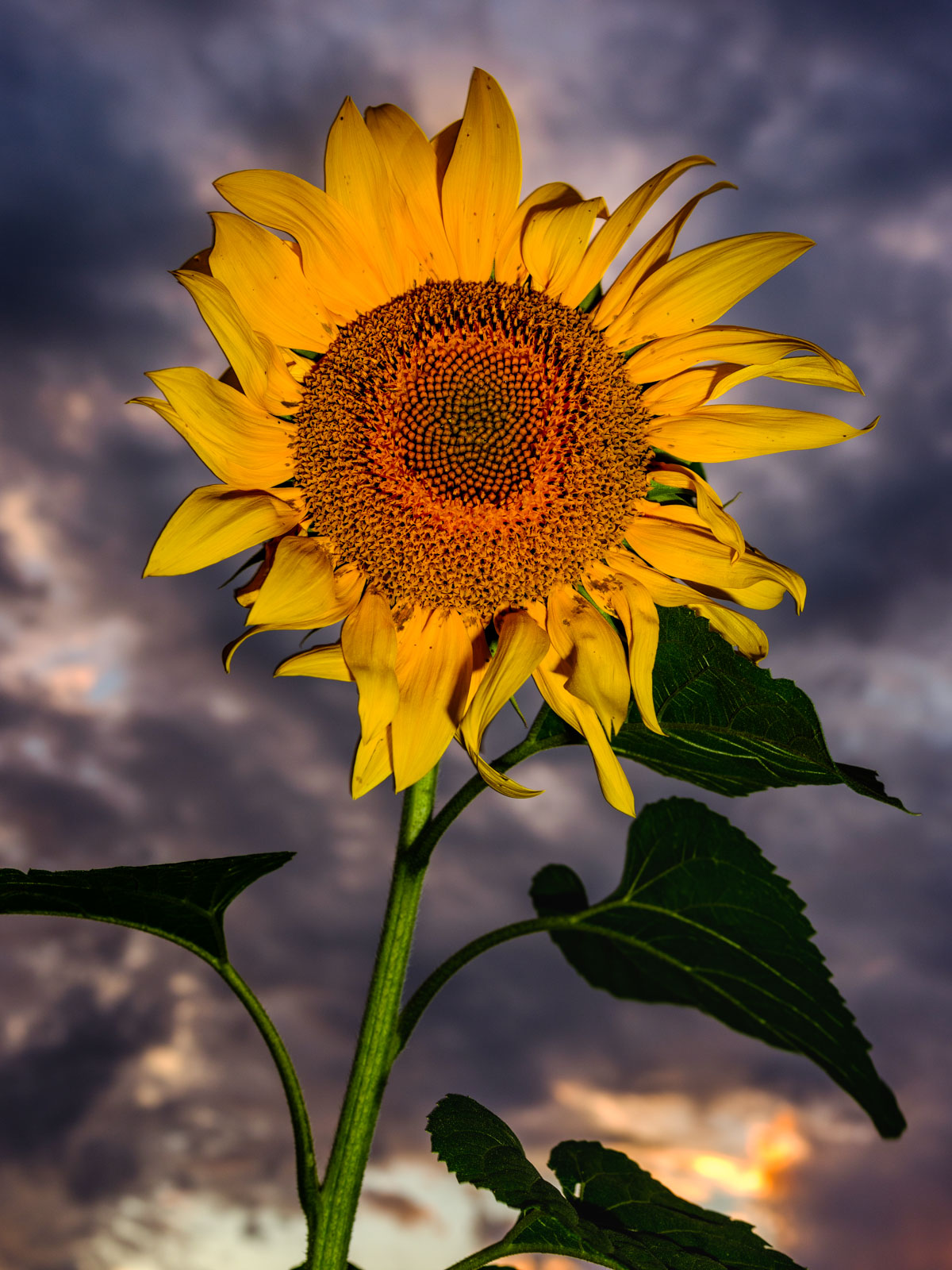 Sunflower flash fun on August 21, 2020 (Bielefeld, Germany).