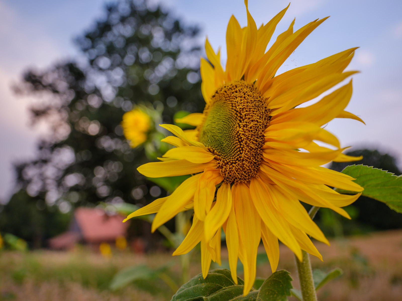 Sunflower in a field near the 'Meyerwald' on an evening in August 2020 (Bielefeld, Germany).