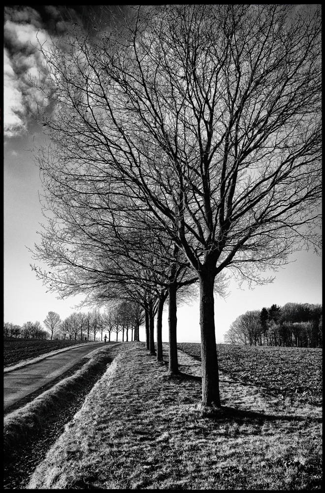 trees in the fields at the Johannisbach