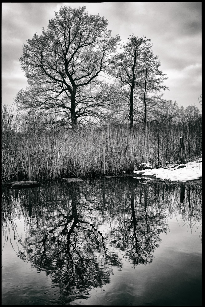 trees at a small river at Rieselfelder Winder