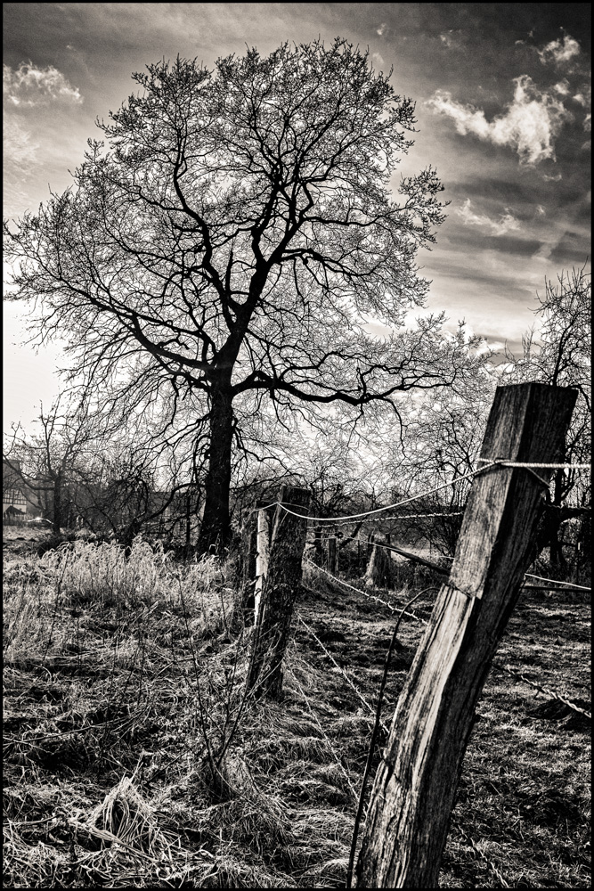 fence and tree at Obersee in Bielefeld Schildesche