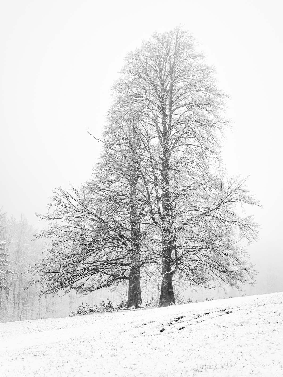 Tree in the snow at 'Ochsenheide' in January 2021 (Bielefeld, Germany).