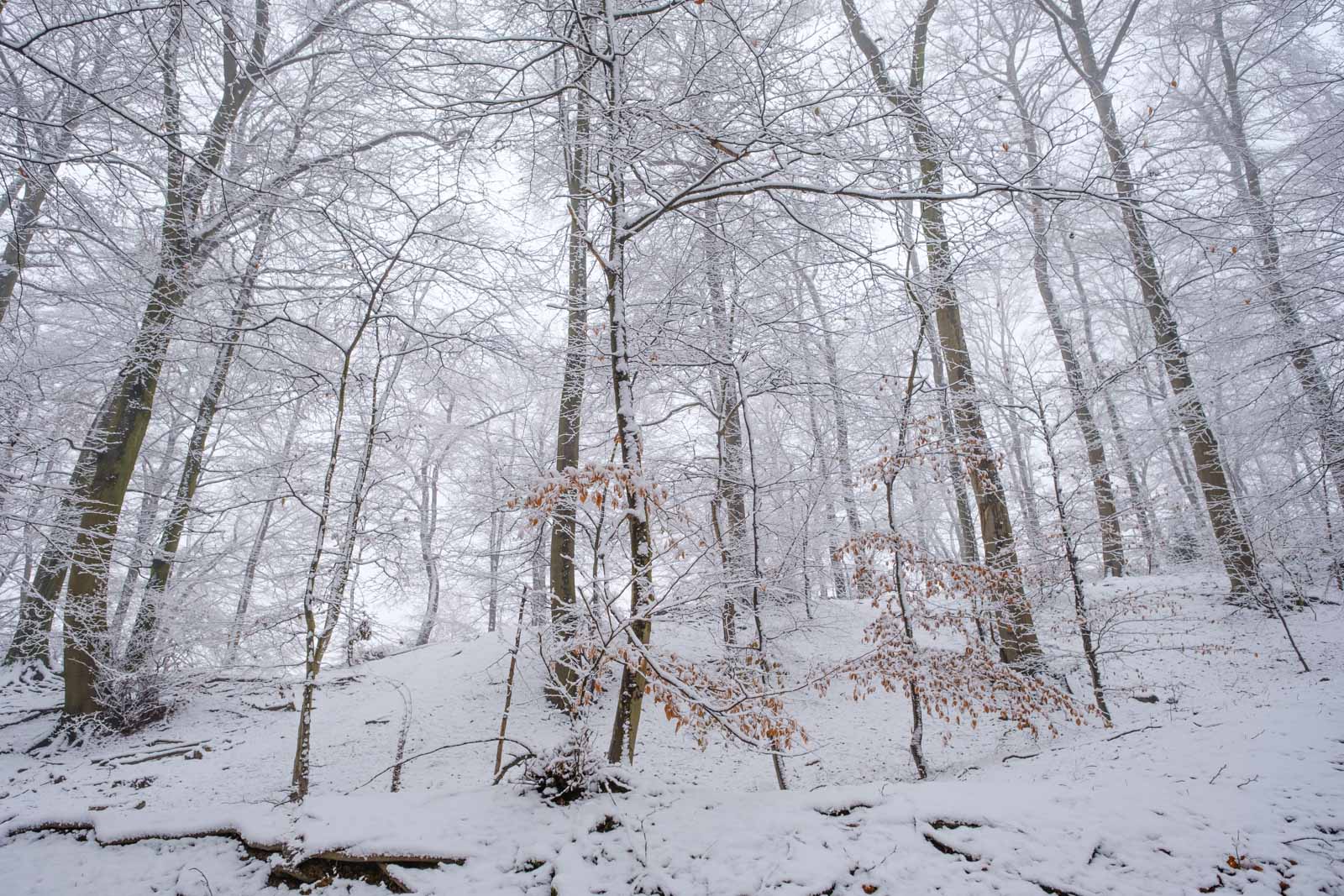 Winter in the Teutoburg Forest in January 2021 (Bielefeld, Germany).