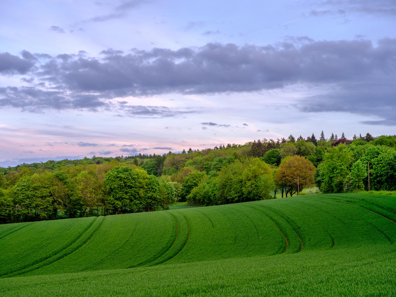 Field in the Teutoburg Forest at dusk in May 2021 (Bielefeld, Germany).