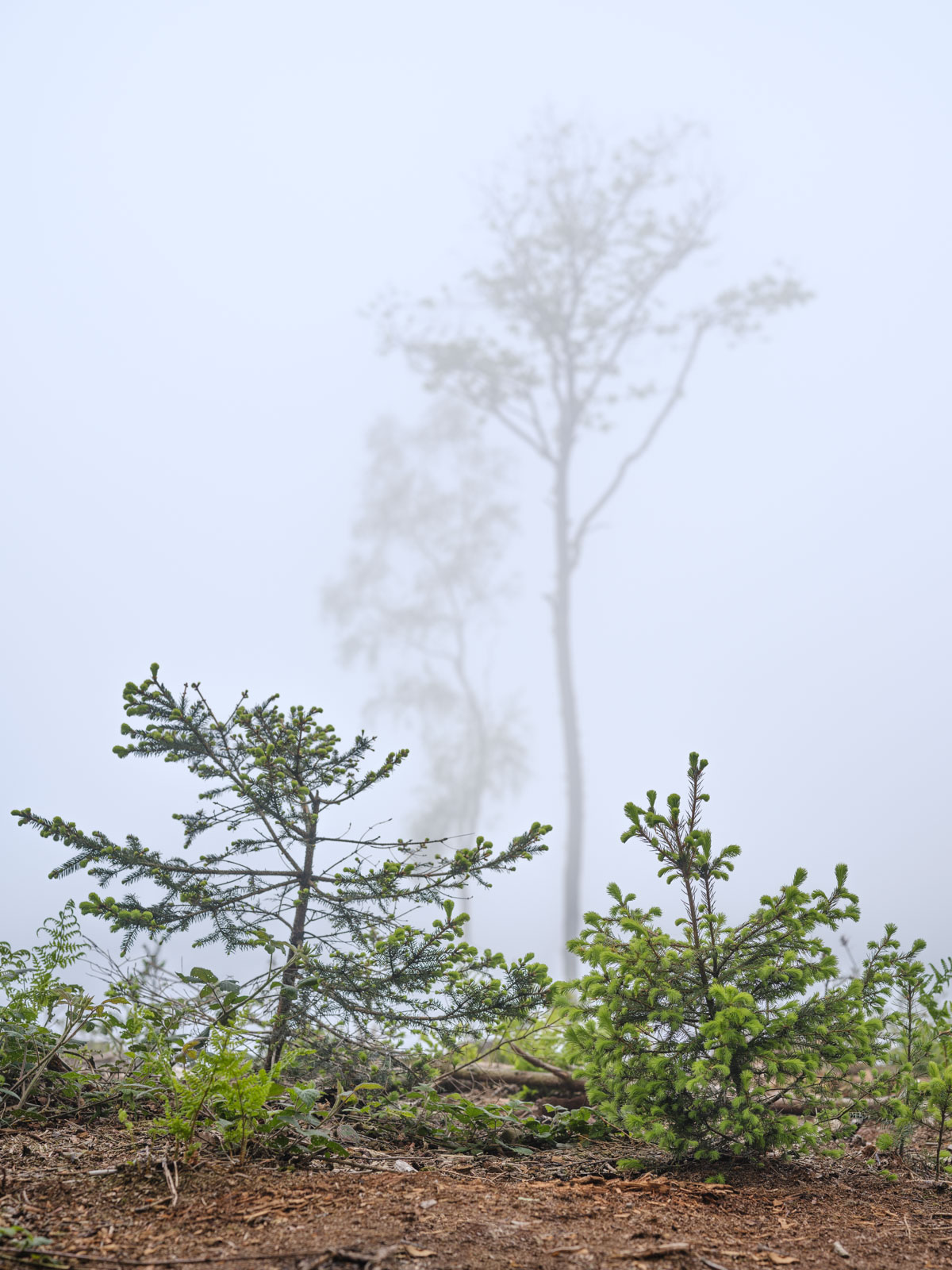 Trees in fog on the ridge of Teutoburg Forest (Bielefeld, Germany).