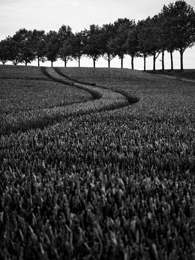 dark wheat field and trees in bielefeld
