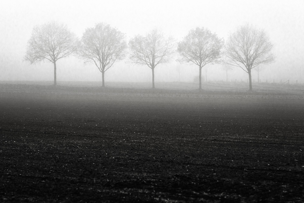five trees in the fog