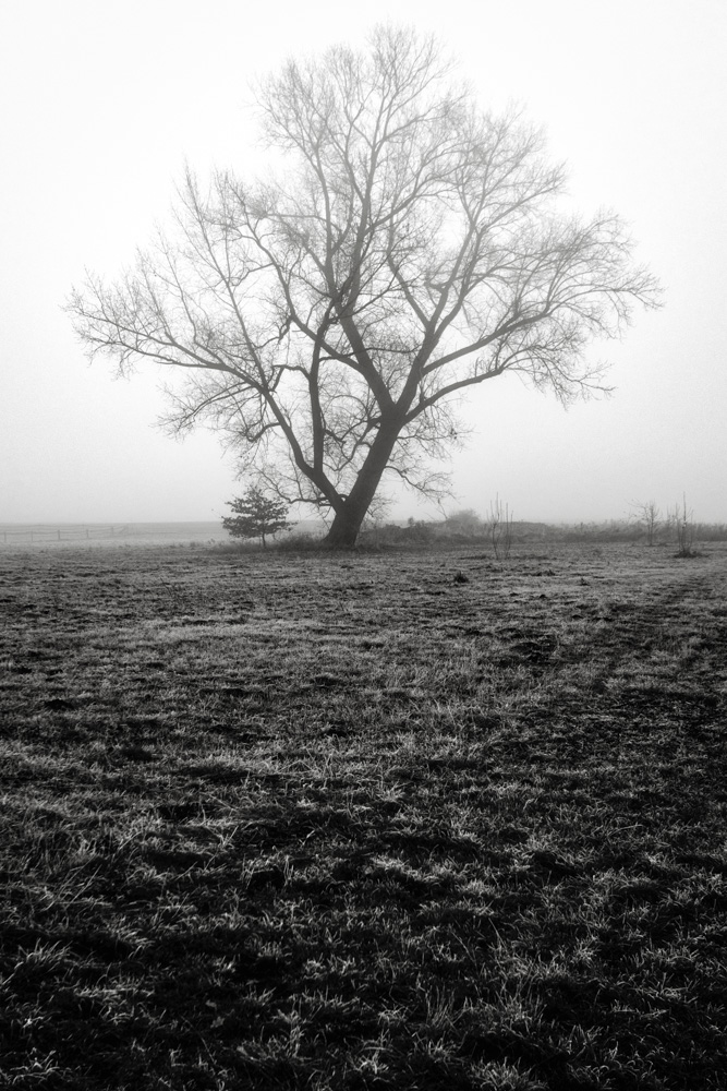 tree on a foggy morning