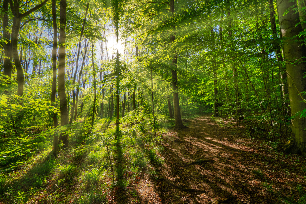 Spring in the Teutoburg Forest