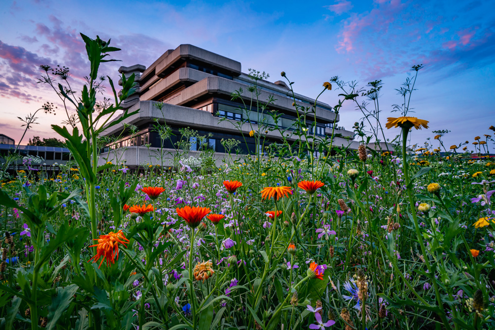 Flower meadow in July (Bielefeld, Germany)