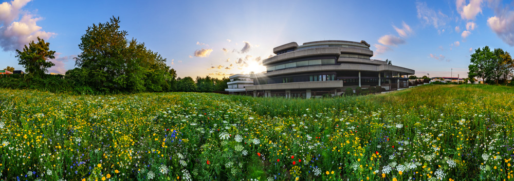 Meadow of flowers in Bielefeld-Stieghorst