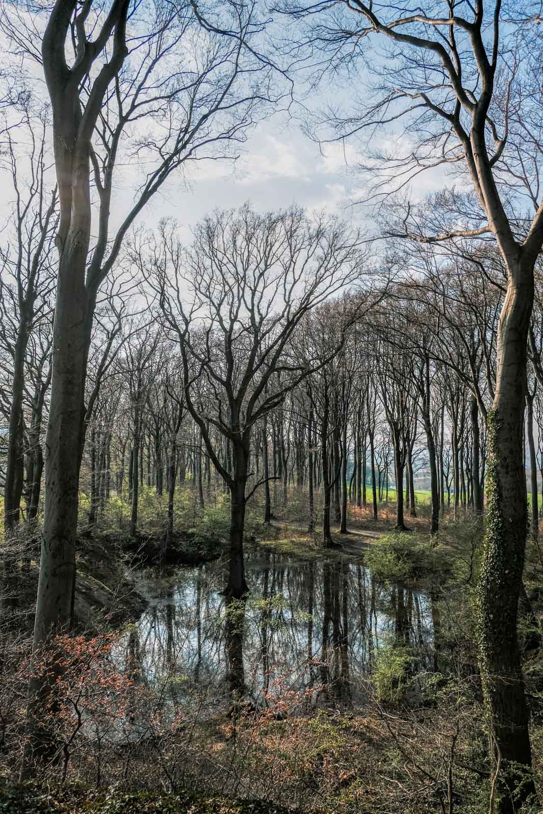 Pond in the Teutoburg Forest in Bielefeld-Ubbedissen (Germany).