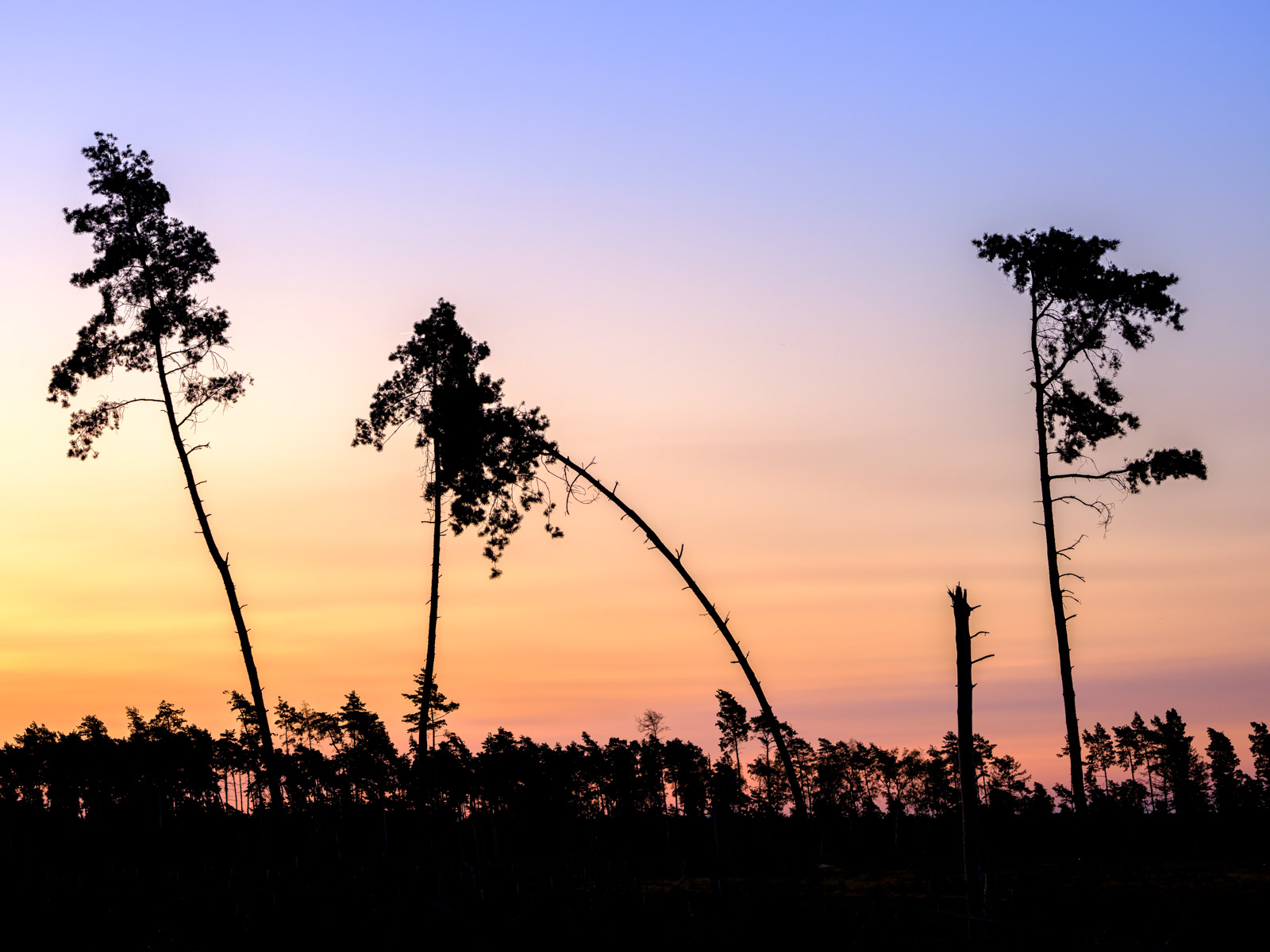 Old pines at dawn in September 2020 (Oerlinghausen, Germany).