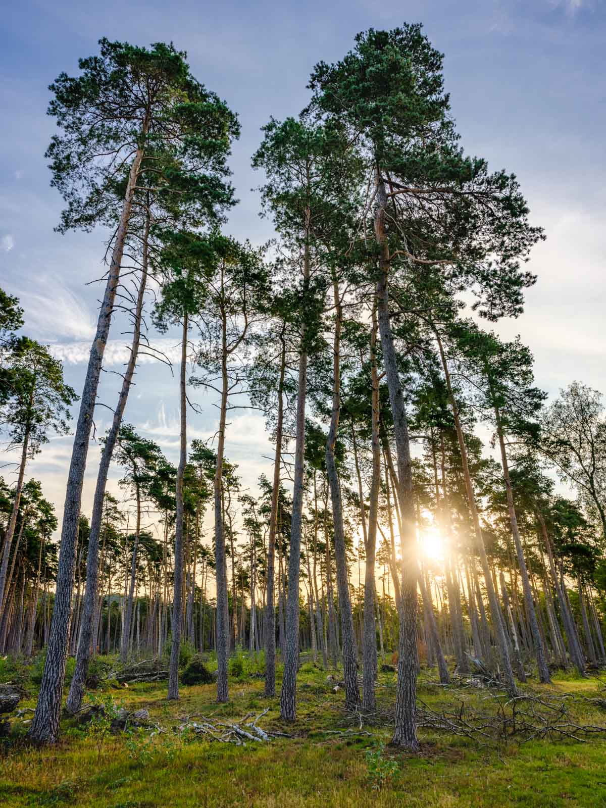 Pine trees at sunrise, 'Wistinghauser Senne' (Oerlinghausen, Germany).
