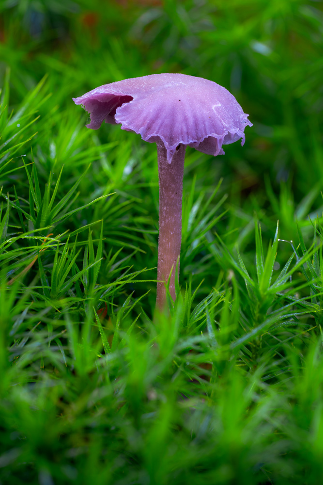 Amethyst deceiver (Laccaria amethystina)