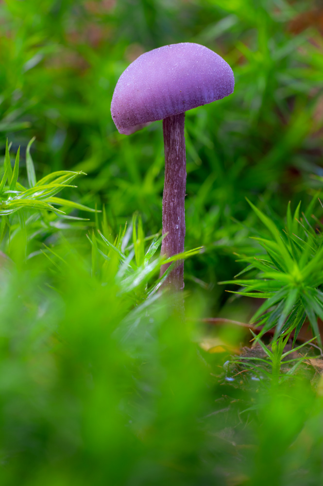 amethyst mushroom