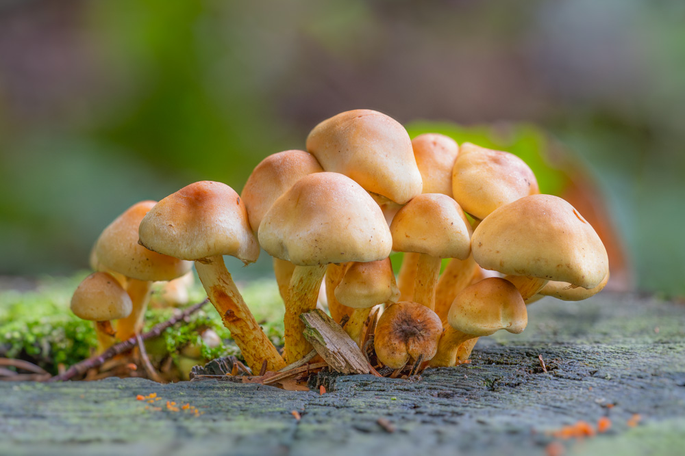 Sulphur tuft (Hypholoma fasciculare)