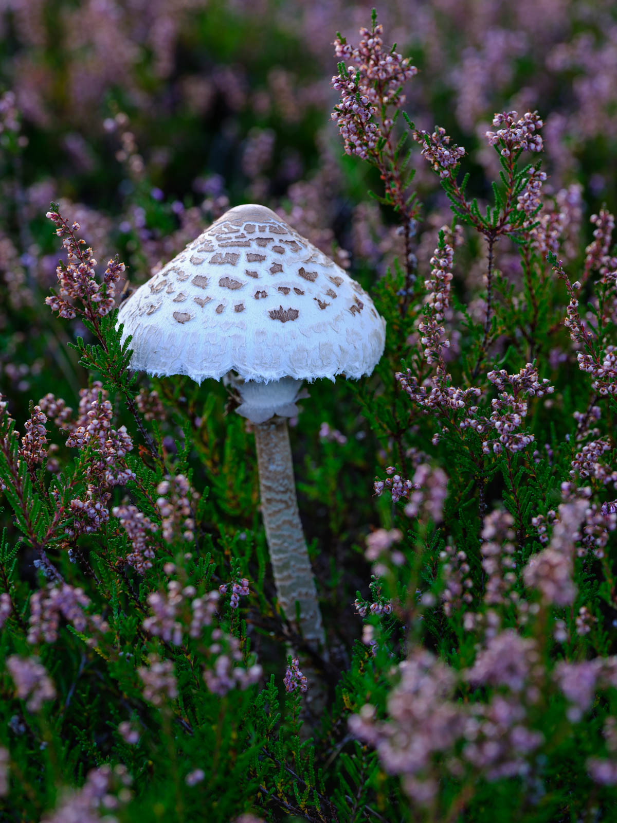 Parasol mushrooms in the morning light shortly before sunrise in the Teutoburg Forest (Germany).