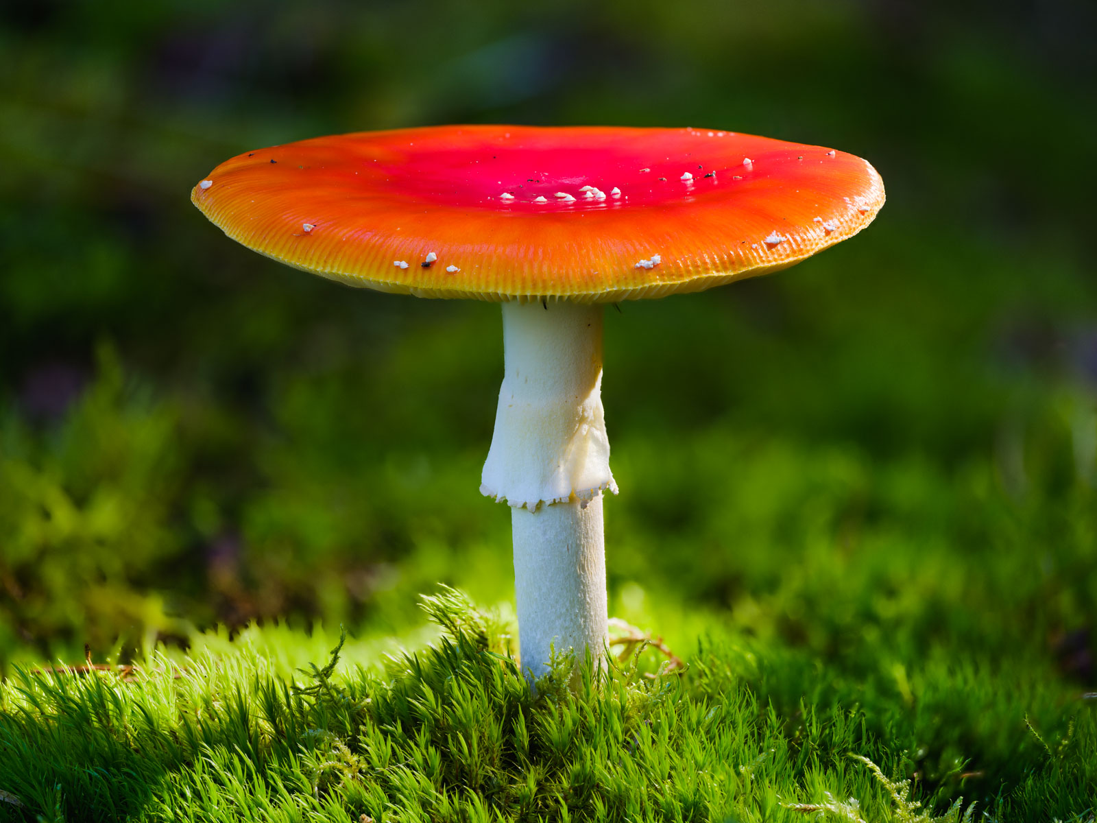 Fly agaric (Amanita muscaria) at the 'Wistinghauser Senne' in September 2020 (Oerlinghausen, Germany).