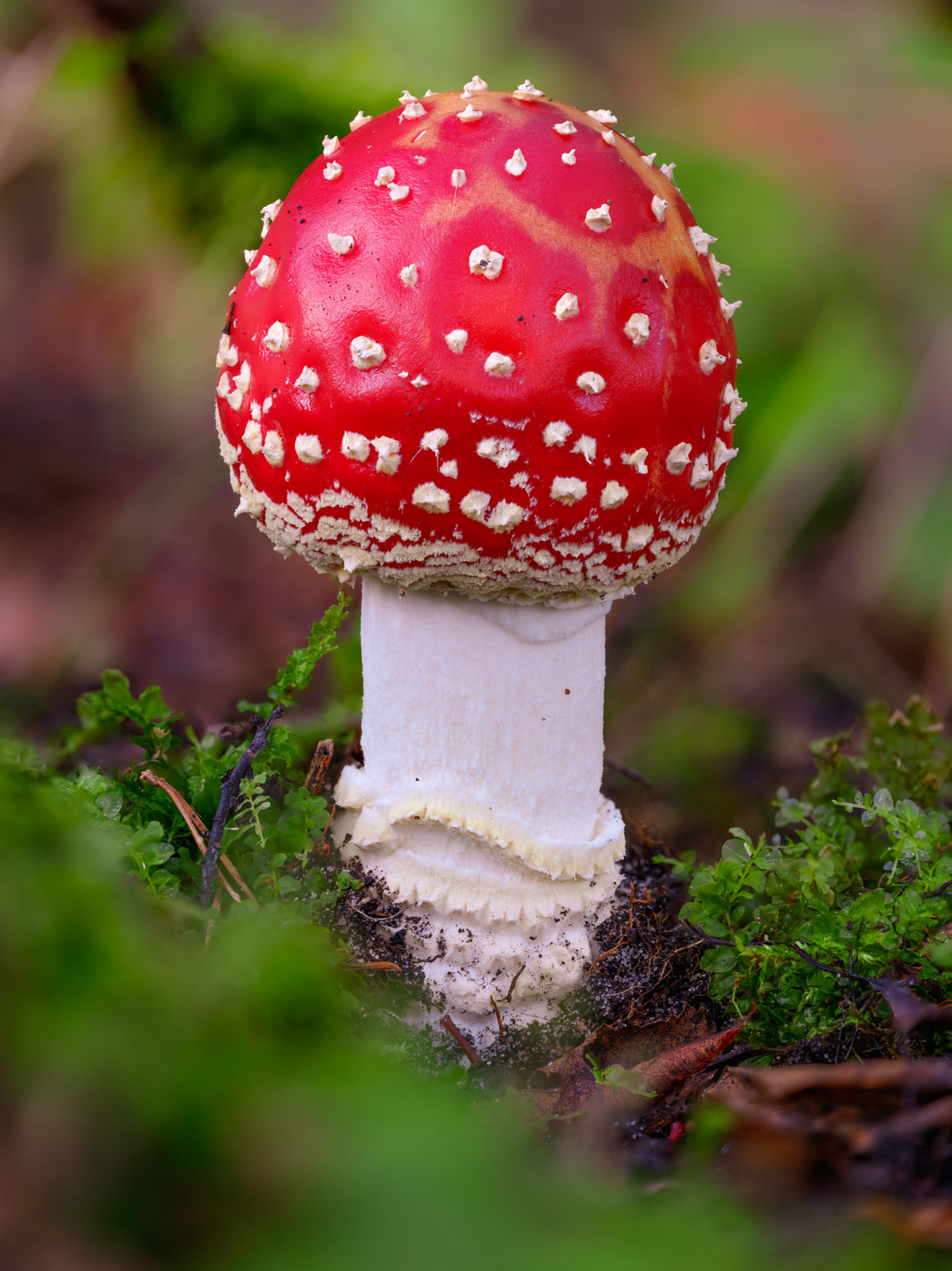 Young Fly agaric (Amanita muscaria) at  'Wistinghauser Senne' (Oerlinghausen, Germany).